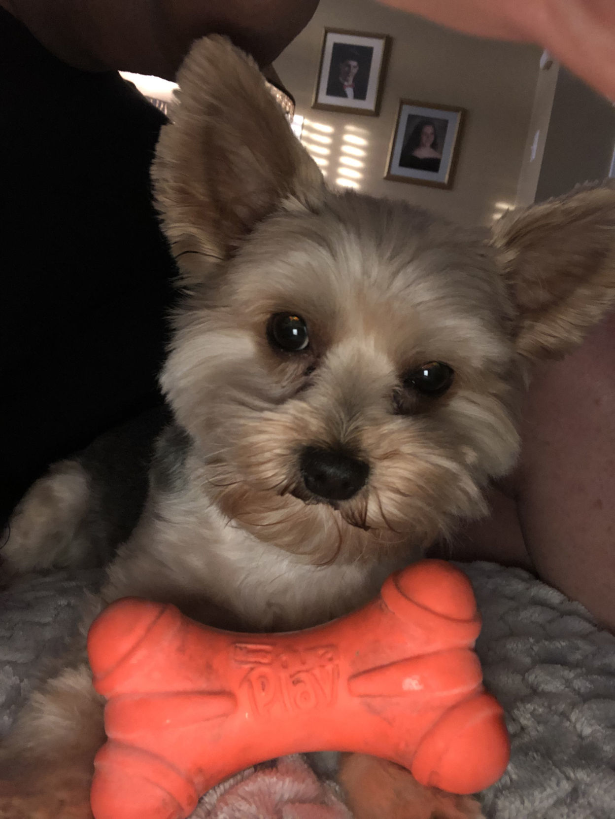 Sofie